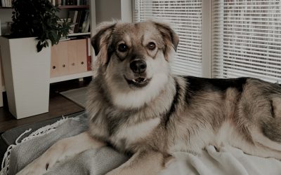 Każdy chce szczeniaczka. Ale czy to dobra decyzja?